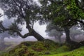 Ancient laurel forest in the fog