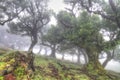 Ancient laurisilva trees in the fog