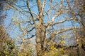 Ancient Leafless Tree in Autumn Forest Royalty Free Stock Photo