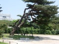 Ancient Leaning Tree in Seoul, South Korea Royalty Free Stock Photo