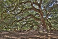 Ancient live oak tree Royalty Free Stock Photo