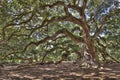 Ancient live oak tree