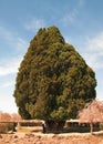 Ancient living cypress tree, the Sarv-e-Abarqu in comparison with a local, Abarkuh , Iran Royalty Free Stock Photo