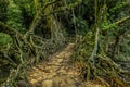 Ancient Living root Bridge near Cherrapunji, Meghalaya,India, Asia