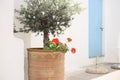 Ancient maritime courtyard white walls flowerpot plant