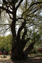 The ancient and massive camphor tree is thousands of years old and stands tall and straight.