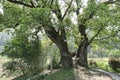 The ancient and massive camphor tree is thousands of years old and stands tall and straight.