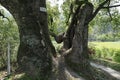 The ancient and massive camphor tree is thousands of years old and stands tall and straight.