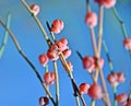 Ancient medicinal plant Ephedra