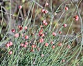 Ephedra