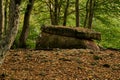 Ancient megalith dolmen among trees in an autumn grove