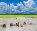 Ancient method farmer practice to the plantation, green paddy rice field with beautiful sky cloud in Thailand