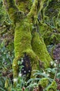 Ancient Mossy Maple trees in forest with fairies