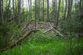 An ancient mound covered with trees