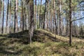 An ancient mound in a forest