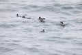 The ancient murrelet (Synthliboramphus antiquus) in Japan