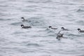 The ancient murrelet (Synthliboramphus antiquus) in Japan Royalty Free Stock Photo