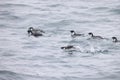 The ancient murrelet (Synthliboramphus antiquus) in Japan