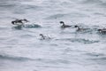 The ancient murrelet (Synthliboramphus antiquus) in Japan