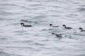 The ancient murrelet (Synthliboramphus antiquus) in Japan Royalty Free Stock Photo