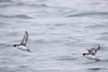 The ancient murrelet (Synthliboramphus antiquus) in Japan Royalty Free Stock Photo