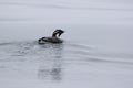 ancient murrelet who swims on the water overcast day