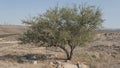 The Ancient Mythical Ghost Tree of Tel Lachish in Israel