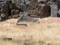Ancient Native American petroglyphs in Columbia River Gorge