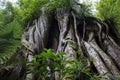 Ancient northern Rata tree twisted trunk