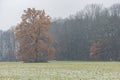 ancient oak with brown leaves in winter under heavy snowfall in the Czech Republic Royalty Free Stock Photo