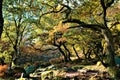 Ancient oak forest in Padley Gorge woods, near Grindleford, East Midlands.