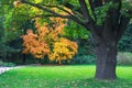 Ancient oak on a glade Royalty Free Stock Photo