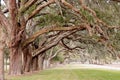 Ancient Oak Limbs Over Grassy Park Royalty Free Stock Photo