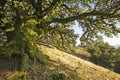 Ancient Oak Tree Royalty Free Stock Photo