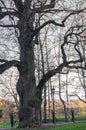 Ancient oak-tree on the background of sunset sky in early spring. Kolomenskoye estate museum, Moscow.