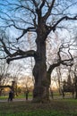 Ancient oak-tree on the background of sunset sky in early spring. Kolomenskoye estate museum, Moscow.