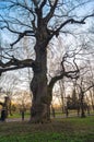 Ancient oak-tree on the background of sunset sky in early spring. Kolomenskoye estate museum, Moscow.