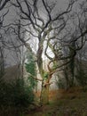 Ancient Oak tree on Dartmoor National park,  devon Royalty Free Stock Photo