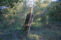 Ancient oak tree hit by lightning. The tree hit by lightning Royalty Free Stock Photo