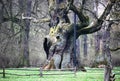 An ancient oak tree in Poland, in Rogalin