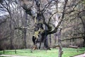 An ancient oak tree in Poland, in Rogalin Royalty Free Stock Photo