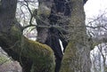 An ancient oak tree in Poland, in Rogalin