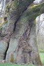 An ancient oak tree in Poland, in Rogalin