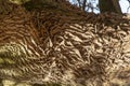 Ancient Oak tree (Quercus) trunk. Tree bark close up. Detail Royalty Free Stock Photo