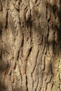 Ancient Oak tree (Quercus) trunk. Tree bark close up. Detail Royalty Free Stock Photo