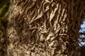 Ancient Oak tree (Quercus) trunk. Tree bark close up. Detail Royalty Free Stock Photo