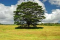 Ancient Oak Tree