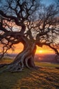 ancient oak tree with twisted branches at sunset Royalty Free Stock Photo