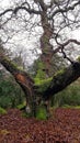 Ancient Oak trees on Dartmoor Devon Uk Royalty Free Stock Photo