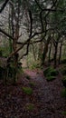 Ancient Oak trees on Dartmoor Devon Uk Royalty Free Stock Photo